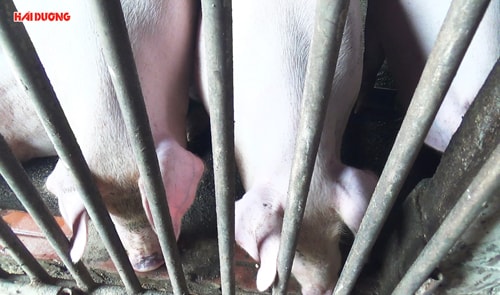 Người dân phấn khởi khi giá thịt lợn tăng